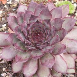 Sempervivum - Dachwurz - Hauswurz